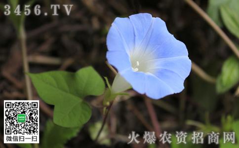蜀葵花语及象征意义 牵牛花的象征意义 解析牵牛花花语象征意义和作用