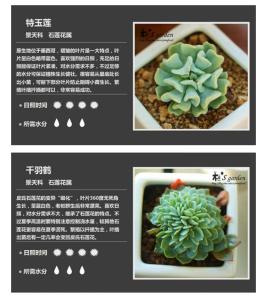 最好看的多肉植物推荐 【养花指南】图荐《140种多肉植物养植特性》