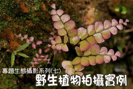 专题检索实例报告 專題生態攝影系列(七) - 野生植物拍攝實例