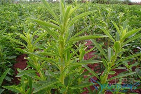 甜叶菊的功效与作用 甜叶菊的功效与作用 世界上最甜的叶子是什么叶?甜叶菊的功效与作用