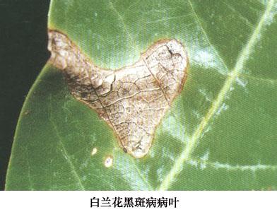 家庭防虫 【超实用】家庭无污染防病治虫妙招