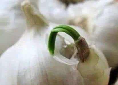 大蒜 心脏 大蒜发芽能吃吗 大蒜发芽有益心脏健康