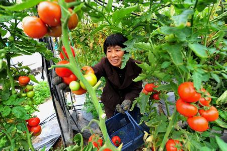 西红柿种植技术 试析西红柿的无公害栽培种植技术