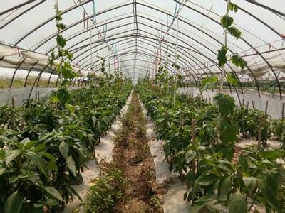 春播蔬菜种类 春播蔬菜