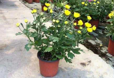 盆栽菊花的养殖方法  盆栽菊花怎么养 菊花的栽培方法