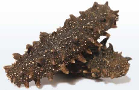 干的海参怎么保存 干海参怎么保存?