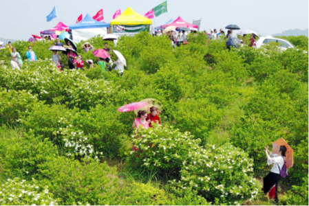 丰台区首届风车旅游节 赏花旅游节 成都郫都首届乡村旅游节暨“蜀国鹃都”赏花季开幕