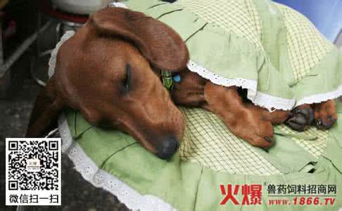 腊肠犬看家咋样 腊肠犬看家吗