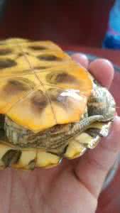 巴西龟怎么样 巴西龟 巴西龟怎么样