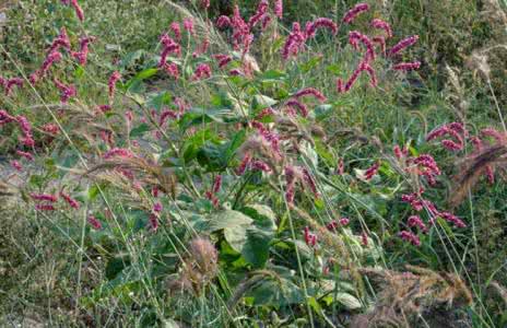 水红花子 水红花子 水红花子