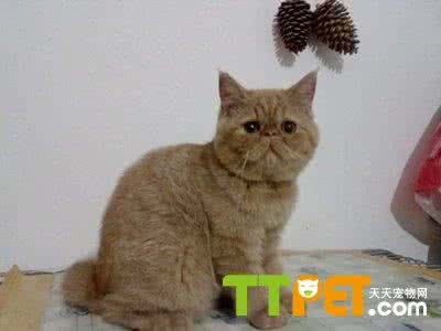 小猫咪吃什么 小猫吃什么 猫咪产后吃什么东西比较好？