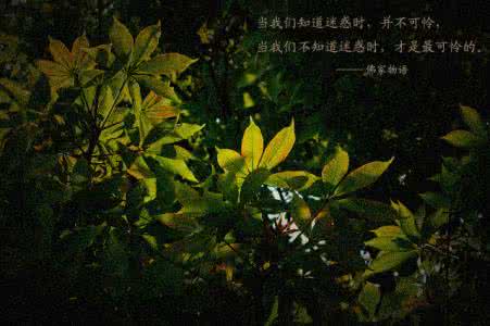 蜜蜡物语 蜜蜡物语:一生一物,你的人生需要一串蜜蜡