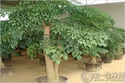 小富贵树的养殖方法 富贵树 富贵树的养殖方法
