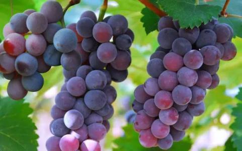 宜昌废铁金属回收 水果上午金,下午银,晚上是废铁?真相却是……