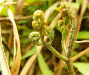 山野菜的种类及图片 山野菜的种类及图片鉴赏