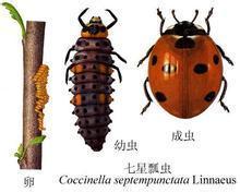 七星瓢虫有几条腿 七星瓢虫有多少条腿?