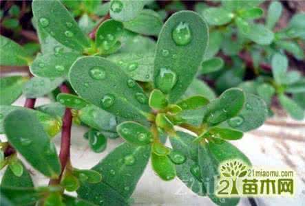 家里应该养什么植物? 彩虹马齿苋怎么养