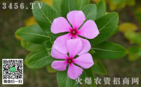 长春花图片 长春花的功效与作用
