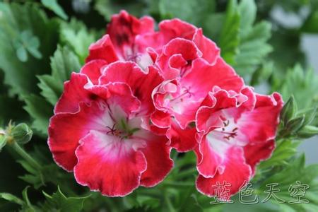 祖母方块钩针拼花花样 【方块花样】漂亮的大花11-25