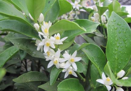 金桔栽培技术 金桔栽培技术 【金桔花的栽培技术】金桔花怎么养