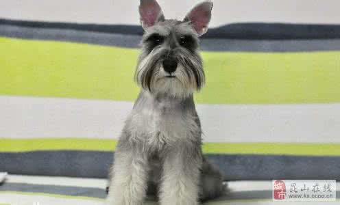 京巴狗的寿命 京巴狗的寿命 卡斯罗犬的寿命