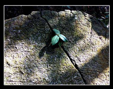 石缝间的生命作文 石缝间的生命