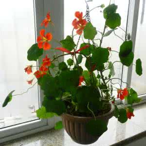 室内花卉土壤的选择 室内花卉 儿童房选什么花卉好?室内选择花卉的方法