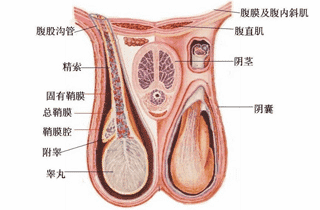 睾丸萎缩能治好吗 睾丸萎缩的原因