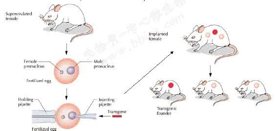 转基因定义 转载 新定义:转基因就是人造病毒感染