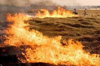 平顶山麦田着火 麦田着火了