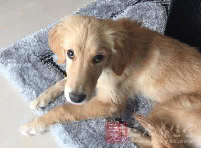 小狗得狗瘟的症状 狗瘟症状 狗瘟症状 得了狗瘟会出现啥情况