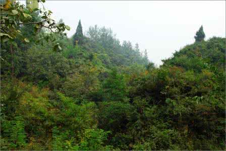 中国为什么次生林多 次生林