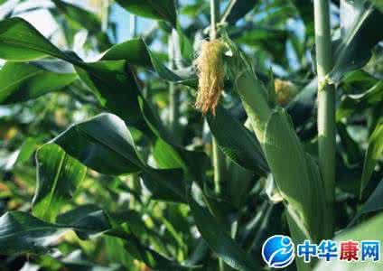 玉米的功效与作用 你知道玉米的功效有哪些吗?