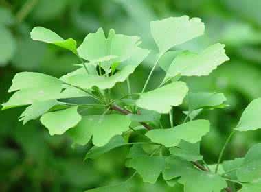 银杏叶的功效与作用 银杏叶的营养价值 银杏叶的功效与作用 盘点其营养价值