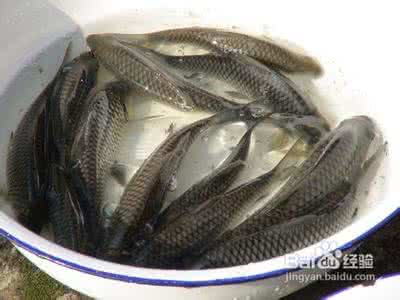 涨水钓鲶鱼 涨水时如何钓鲤鱼鲫鱼黄颡鲶鱼