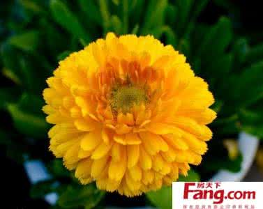 金盏花的功效与作用 金盏花的功效与作用 金盏花的功效有哪些 金盏花的作用有多少