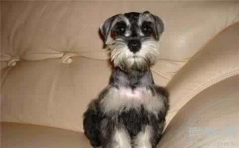 最不掉毛的狗狗排行榜 雪纳瑞掉毛吗