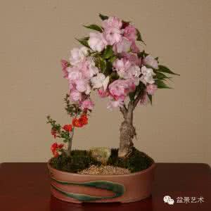 真柏盆景●养护管理 樱桃花盆景●养护管理