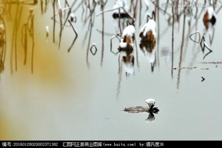 济宁荷韵花园 雪 韵 残 荷