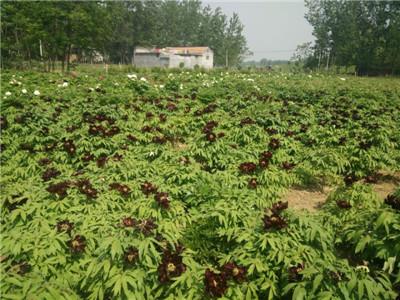 蔷薇花苗的种植方法 牡丹花苗：花苗价格,花苗种植