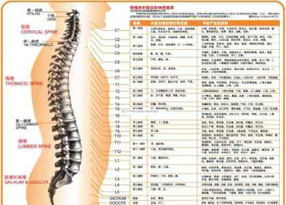 腰椎间盘突出脊柱侧弯 脊柱（腰椎）错位矫正
