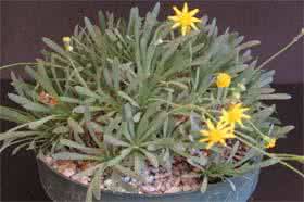 多肉大百科之百合科 多肉大百科之菊科