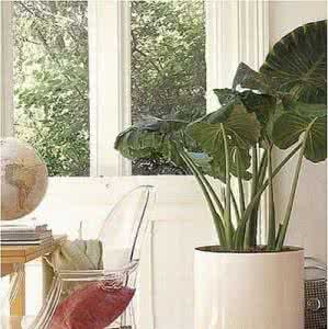 风水宝物 10种宝物驱赶家居不详风水