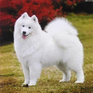 毛发结构 萨摩耶犬的毛发结团了该如何处理