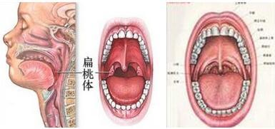 中药调理慢性扁桃体炎 慢性扁桃体炎中药方剂