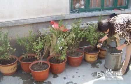 盆栽蓝莓的种植方法 盆栽蓝莓种植(经验)