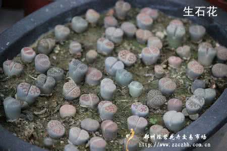 生石花有毒吗 生石花有毒吗 【生石花有毒吗】生石花怎么养好