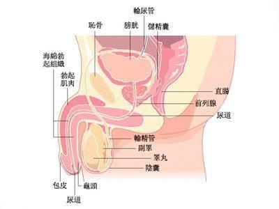 摸男朋友丁丁有点湿 阴道多湿“丁丁”才能进入