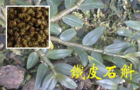 中国十大名贵药材 中国名贵药材大全