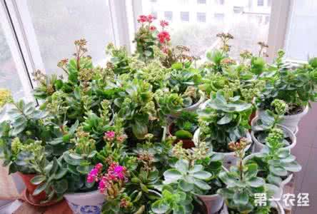 长寿花的种植方法 长寿花的种植方法 【长寿花怎么种】长寿花的种植方法